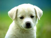 Burns Pet Health News and Blog
