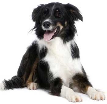 A collie like Luath